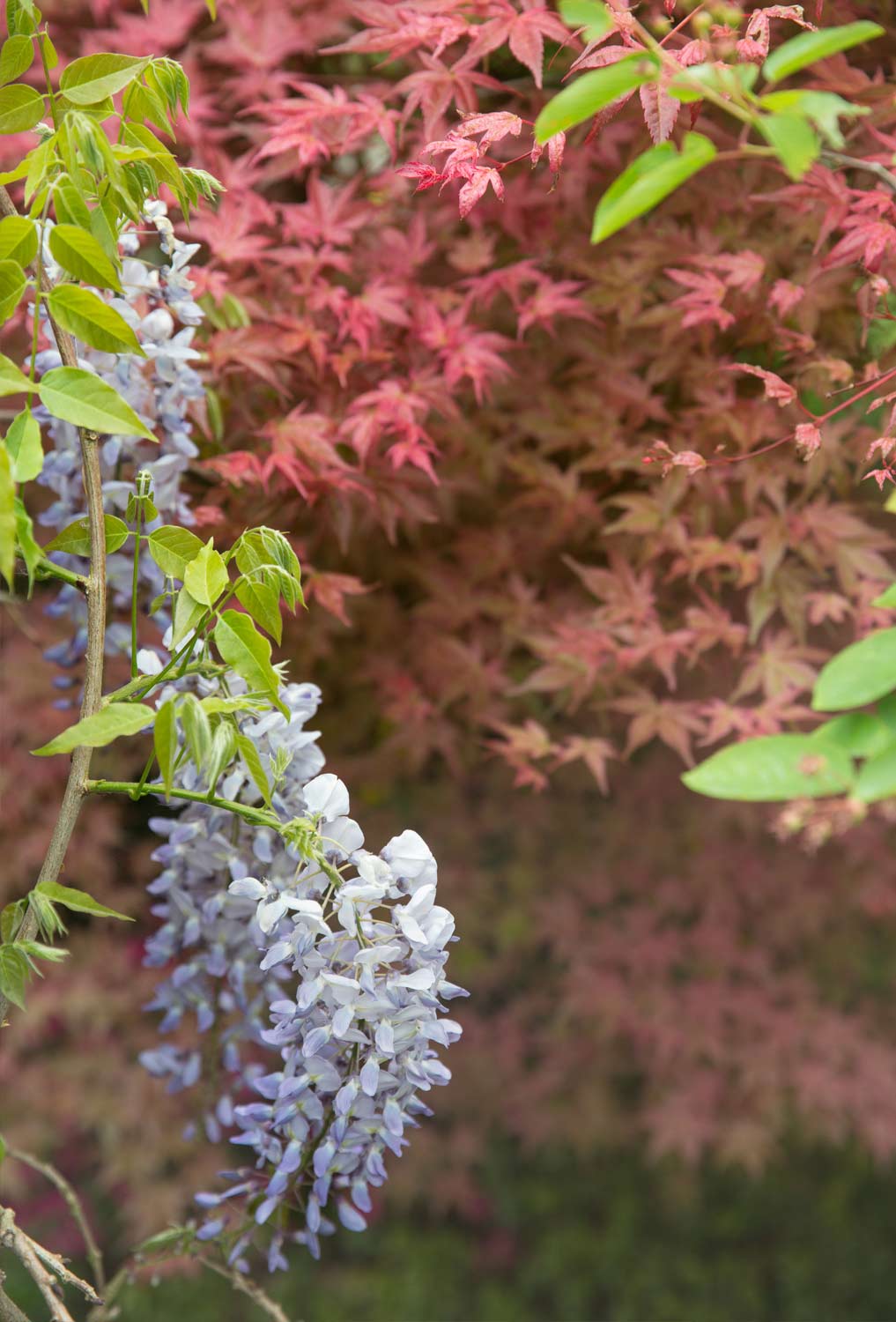 Malente, Holsteinische Schweiz Julia´s Garden, Gardening, Garden style, Plant Paradise, Outdoor feeling