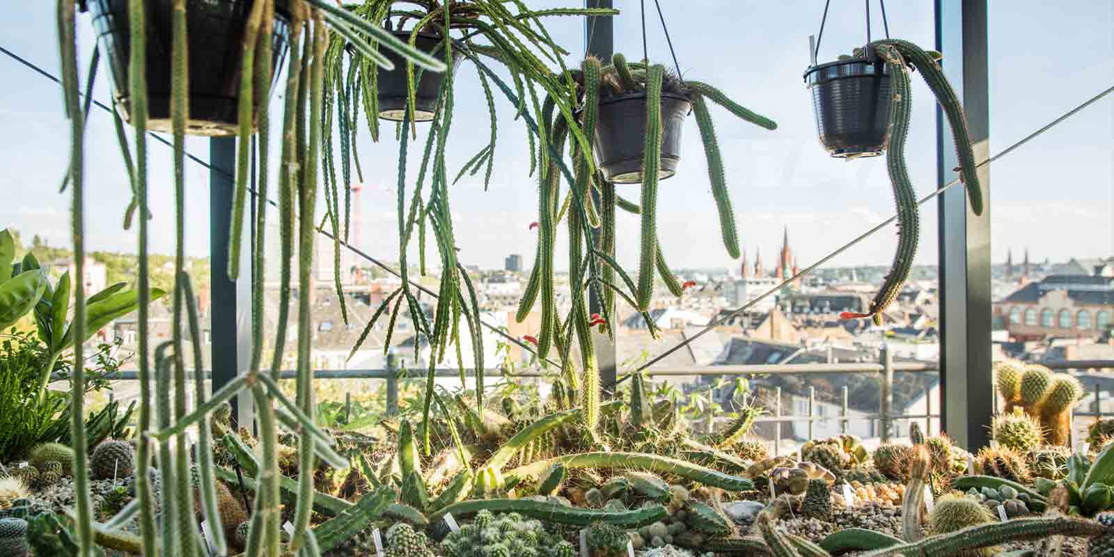 Cactus Terrace Wiesbaden, Cactus, Kaktus, Kakteen, gay couple, schwules Paar, grüner Daumen, green Thumb