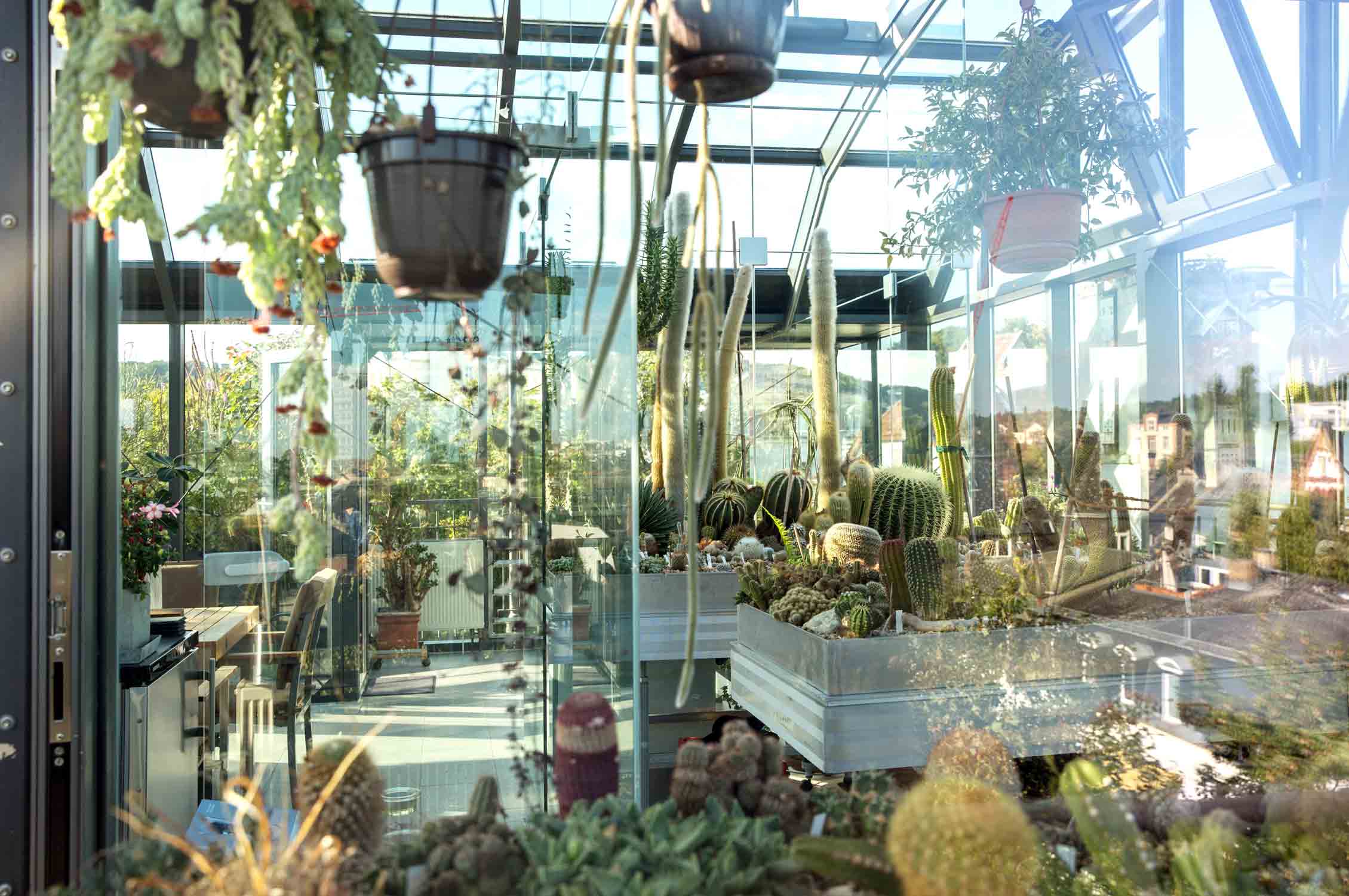 Cactus Terrace Wiesbaden, Cactus, Kaktus, Kakteen, gay couple, schwules Paar, grüner Daumen, green Thumb