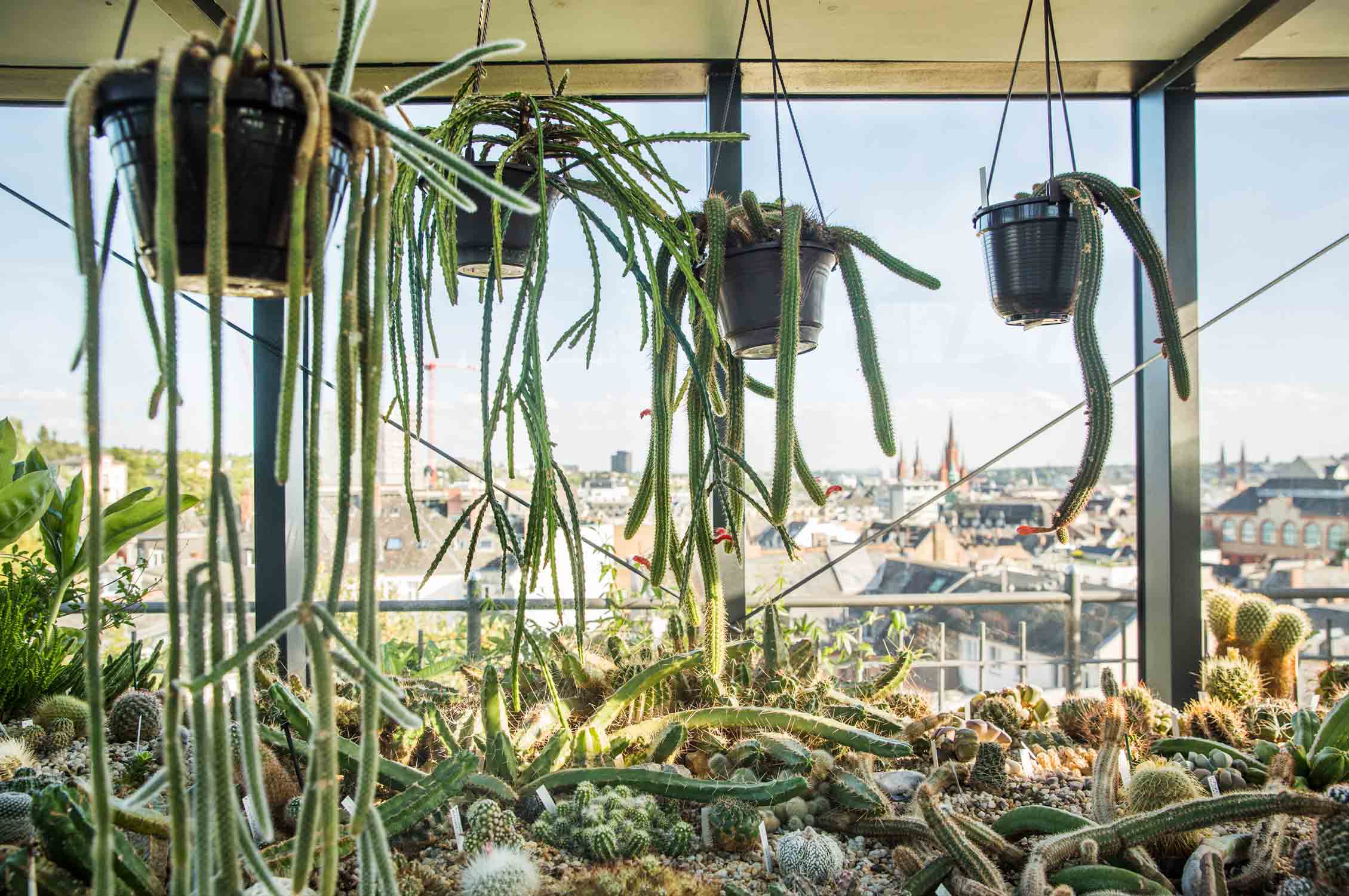 Cactus Terrace Wiesbaden, Cactus, Kaktus, Kakteen, gay couple, schwules Paar, grüner Daumen, green Thumb