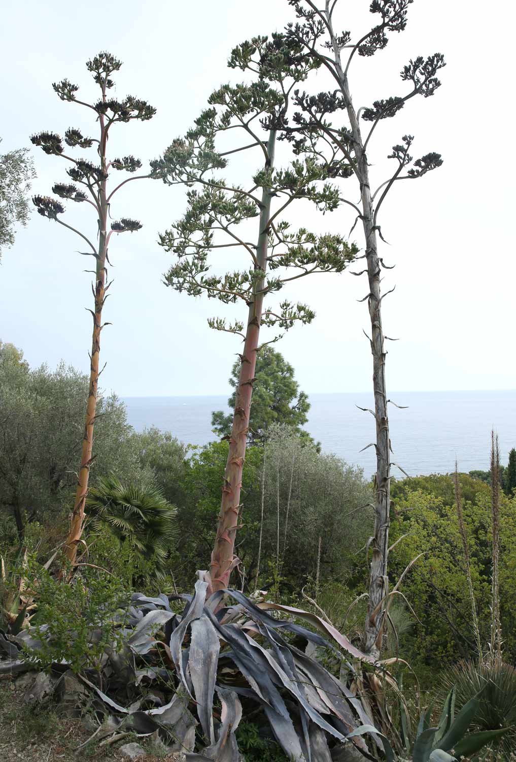 Mediterranean garden France, Gardening, Garten, Pflanzen, Plants, Outdoor, Draußen, grün, green, grüner Daumen, green Thumb, mediterranean, mediterran