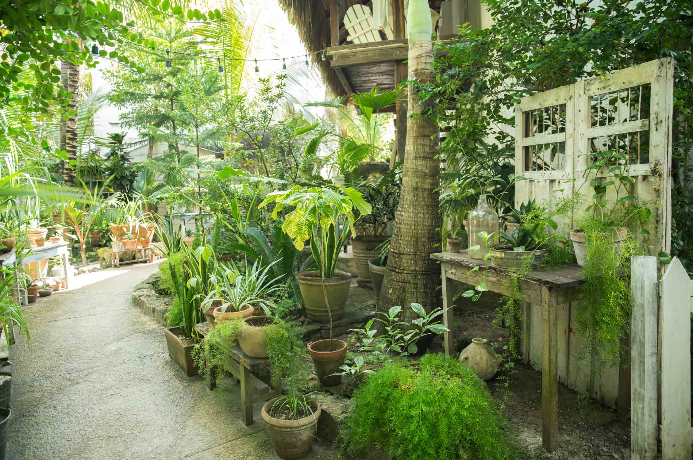 Garden restaurant Tulum, Mexico,  Gardening, Garten, Pflanzen, Plants, Outdoor, Draußen, grün, green, grüner Daumen, green Thumb, fresh food, frische Früchte, Fruits