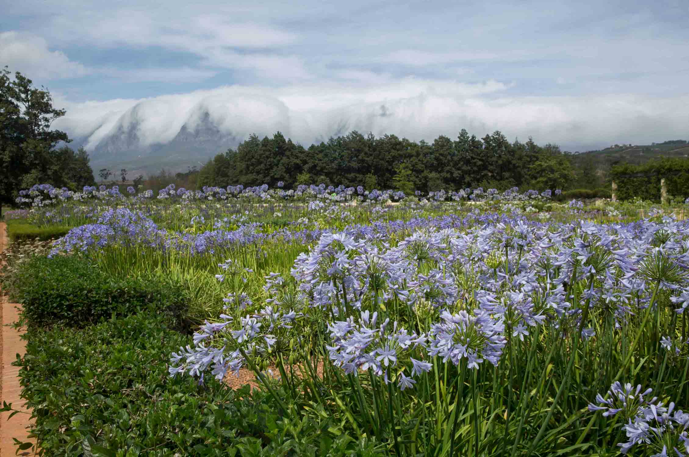 South African Wine Estate, Gardening, Garten, Pflanzen, Plants, Outdoor, Draußen, grün, green, grüner Daumen, green Thumb, Wein, Winzer, Südafrika,  Tradition, Tradition, traditionell, traditional, Natur, nature, natural